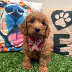 Cypress Cavapoo 01