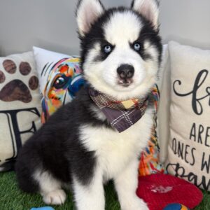 Dev Siberian Husky 01