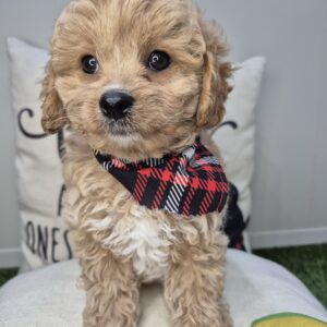 Dharma Cavapoo 01