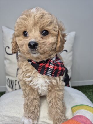 Dharma Cavapoo 01