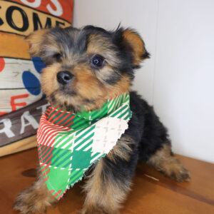 Diego Yorkshire Terrier 01