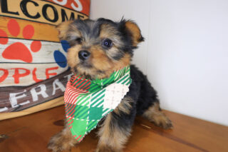 Diego Yorkshire Terrier 01