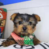 Diego Yorkshire Terrier 02