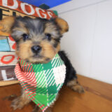 Diego Yorkshire Terrier 04