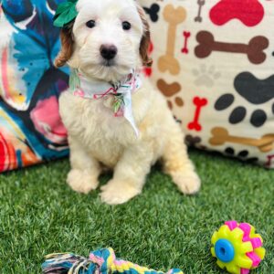 Donna Goldendoodle 01