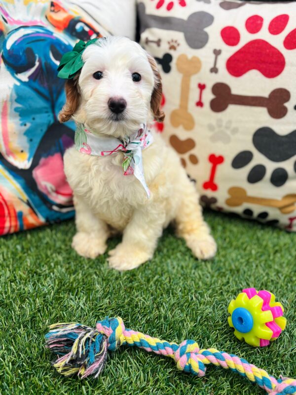 Donna Goldendoodle 01
