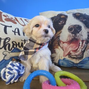 Dougie Maltipoo 01 Dougie Maltipoo 01