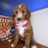 Eevee Goldendoodle 01