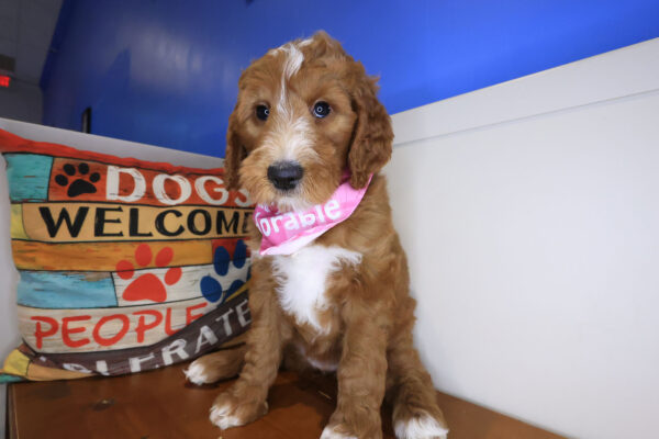 Eevee Goldendoodle 01