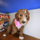 Eevee Goldendoodle 03