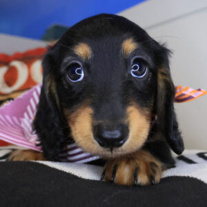 Elijah Dachshund 01