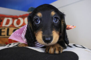 Elijah Dachshund 01