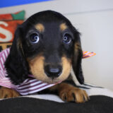 Elijah Dachshund 03