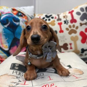 Elisa Dachshund 01 Elisa Dachshund 01