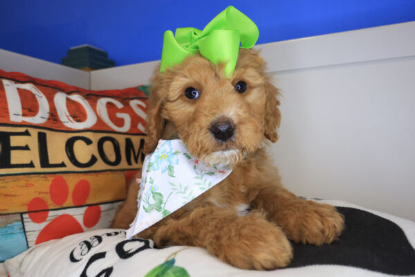 Elly Goldendoodle 01