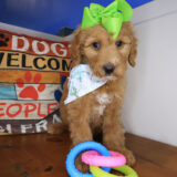 Elly Goldendoodle 04