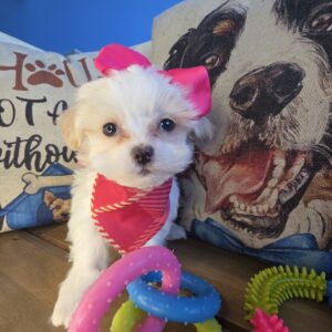 Emi Maltipoo 01 Emi Maltipoo 01