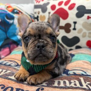 Enzo French Bulldog 01 Enzo French Bulldog 01