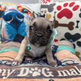 Evy French Bulldog 01