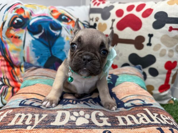 Evy French Bulldog 01