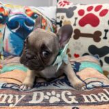 Evy French Bulldog 04