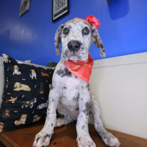 Evy Great Dane 01 Evy Great Dane 01