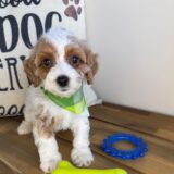 Ewan Cavapoo 01