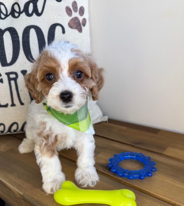 Ewan Cavapoo 01