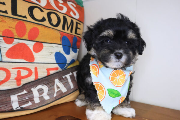 Excalibur Shihpoo 01