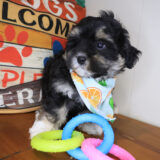 Excalibur Shihpoo 02