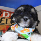 Excalibur Shihpoo 03