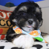 Excalibur Shihpoo 04