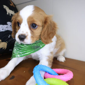 Ferdinand Cavalier King Charles Spaniel 01