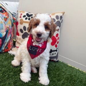 Flash Goldendoodle 01 Flash Goldendoodle 01