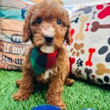 Flounder Goldendoodle 01