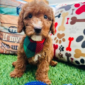 Flounder Goldendoodle 01