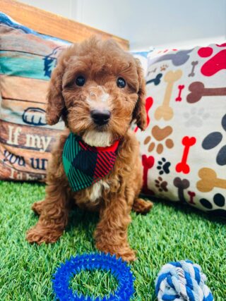 Flounder Goldendoodle 01