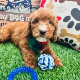 Flounder Goldendoodle 02