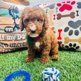 Flounder Goldendoodle 04