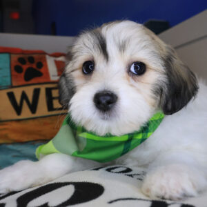 Freddie Teddy Bear 01