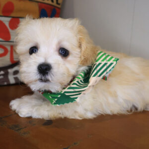 Frodo Maltipoo 01 Frodo Maltipoo 01