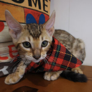 Frost Bengal 01 Frost Bengal 01