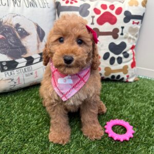 Gaia Mini Goldendoodle 01 Gaia Mini Goldendoodle 01