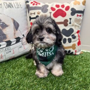 Gouda Cavapoo 01 Gouda Cavapoo 01