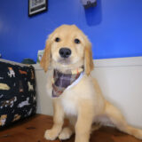 Gucci Golden Retriever 01