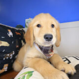 Gucci Golden Retriever 03