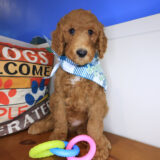 Gulliver Goldendoodle 01