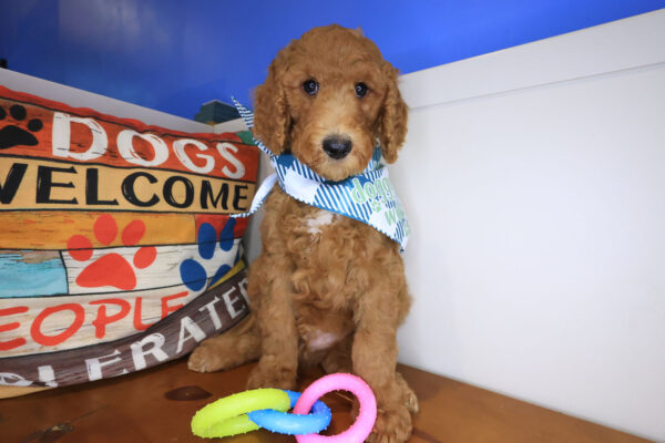Gulliver Goldendoodle 01