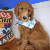 Gulliver Goldendoodle 02
