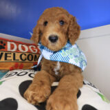 Gulliver Goldendoodle 03